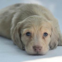 Patriot - Dapple male Dachshund puppy in Lowell, Indiana from DesForges Dachshunds.