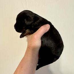 Video Callie - Black and tan female Cavapoo puppy in Eatonton, Georgia from TNT Puppies