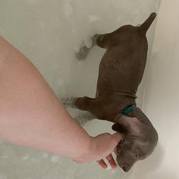 Weimaraner Puppies from Golden Hill’s Weimaraner’s