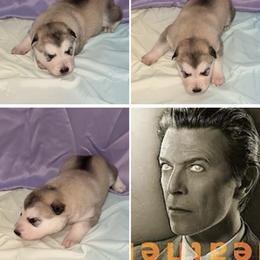 Heathen - Sable and white female Alaskan Malamute puppy in Easton, Maryland from Stars Howl-O Kennels by FurEver Friends Inc
