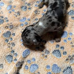 Jasmine - Dapple female Dachshund puppy in Martinsville, Indiana from Witchy Woman’s Wiener’s