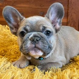 Bulldog and French Bulldog Puppies from Crystals Bulldog Bungalow
