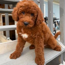 Rufus - Red  male Goldendoodle puppy in South Jordan, Utah from Wasatch Pup