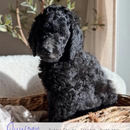 Purple girl - Black female Goldendoodle puppy in Carthage, Tennessee from Willows Doodles