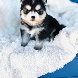Tanner - Black and white male Pomsky puppy in Yavapai County, Arizona from Pawsh Pomskies