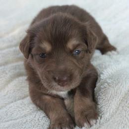 Charlie - Red tri-color female Australian Shepherd puppy in Oklahoma City, Oklahoma from Mika’s Aussies