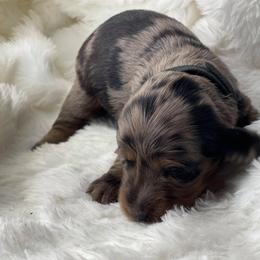 Dachshund Puppies from Hart Dachshunds