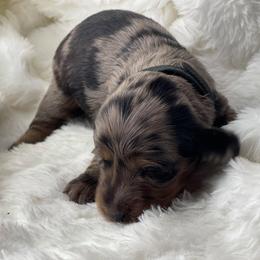Dachshund Puppies from Hart Dachshunds