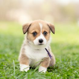 Purple collar- Madeline - Sable female Pembroke Welsh Corgi puppy in Waverly Hall, Georgia from 6g Ranch Corgis