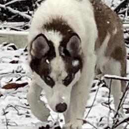 Koda - Siberian Husky