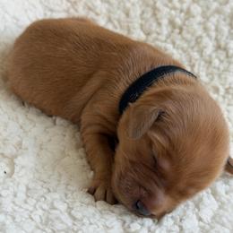 Girl 4 - Dark golden female Golden Retriever puppy in La Verne, California from 4LoveofGoldens