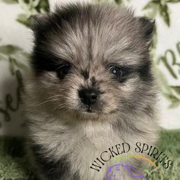 AKC SUPERMAN - Blue merle male Pomeranian puppy in Watkins Glen, New York from Wicked Spirits Pomeranians