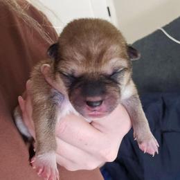 Takeshi - Red male Shiba Inu puppy in Marianna, Florida from Diwasou