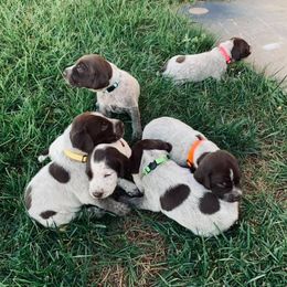 German Shorthaired Pointers from Triple M Kennel