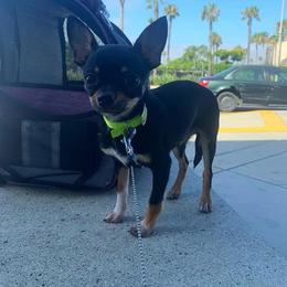 Chihuahua Puppies from Cloud9 Chihuahuas