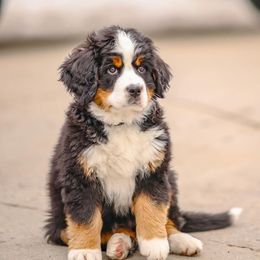 Bernese Mountain Dog Puppies from Breaking Trail Berners