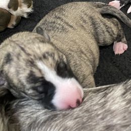Boy 2 - Fawn brindle male Whippet puppy in Coventry, Rhode Island from Aristaios Farms