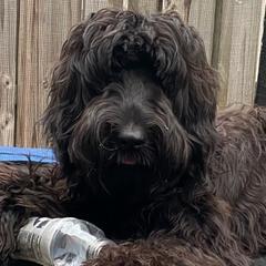 Australian Labradoodles and Goldendoodles from Happy Doodles Town