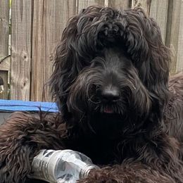 Australian Labradoodles and Goldendoodles from Happy Doodles Town