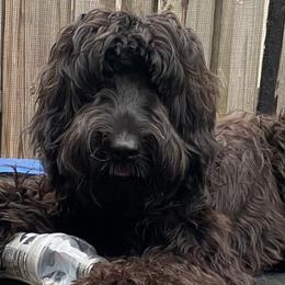 Australian Labradoodles and Goldendoodles from Happy Doodles Town