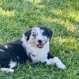 Dodger - Blue merle male Miniature Australian Shepherd puppy in California from Eagle River Aussies