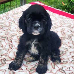 Green Boy - Black white and tan male Cocker Spaniel puppy in Beggs, Oklahoma from Southern Country Cockers
