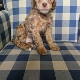 Austin - Sable male Bernedoodle puppy in Galt, Missouri from Only Doodles!