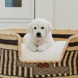 Girl 3 - Light golden female Golden Retriever puppy in Manti, Utah from Arrowhead Kennels