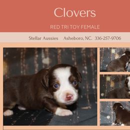 Clovers - Red tri Toy Australian Shepherd puppy in Asheboro, North Carolina from Stellar Aussies