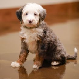 Deputy - Merle male Bernedoodle puppy in Dundee, Ohio from Down Home Doodle