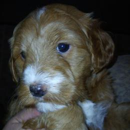 Girl 1 - Apricot female Goldendoodle puppy in Holly, Colorado from Vida’s Loving Doodles