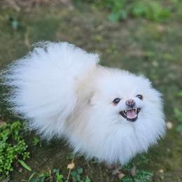 Darling - Pomeranian
