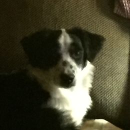 Dora - Miniature Australian Shepherd