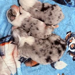 Murphey - Blue merle male Australian Shepherd puppy in Celina, Tennessee from CumberlandRidge Australian Shepherds