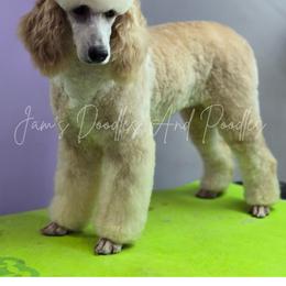 Aussiedoodle, Bernedoodle, Cockapoo, Miniature Australian Shepherd, Poodle, and Sheepadoodle Puppies from Jam's Doodles And Poodles