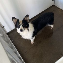 American Corgi and Pembroke Welsh Corgi Puppies from Beebe’s Corgis
