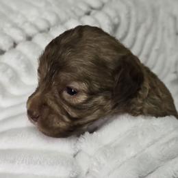 Kissie - Chocolate female Goldendoodle puppy in Hagerstown, Maryland from 3Dawn Doods