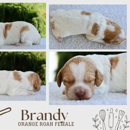 Brandy - Orange roan female Brittany puppy in Hollidaysburg, Pennsylvania from Royal Flush Farms
