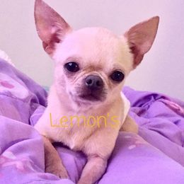 Pikachu - Chihuahua