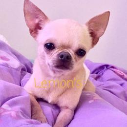 Pikachu - Chihuahua