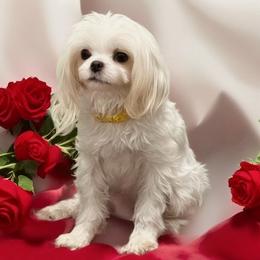 Kit Kat - Cavapoo