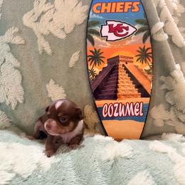 Odyssey - Chocolate and tan male Chihuahua puppy in Seneca, Missouri from Stephanie’s Puppy Colony