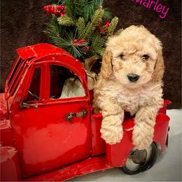 Bernedoodle, Goldendoodle, and Poodle Puppies from Kingdom Kennels