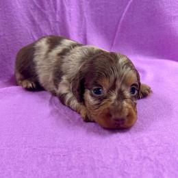 Autumn's Female 2 - Chocolate and tan female Dachshund puppy in Rattan, Oklahoma from Burgett’s Barnyard Dachshunds