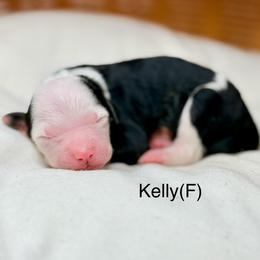 Kelly - female Australian Mountain Doodle puppy in Sterling, Colorado from North 40 Doodles