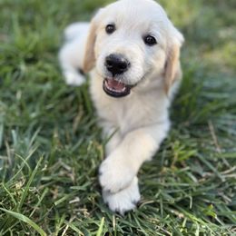 Boy - Black - Light golden male Golden Retriever puppy in Chico, California from Upper Park Goldens