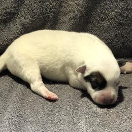 L65-02 - Red speckled male Australian Cattle Dog puppy in Sheridan, Oregon from 6pk Cattledogs