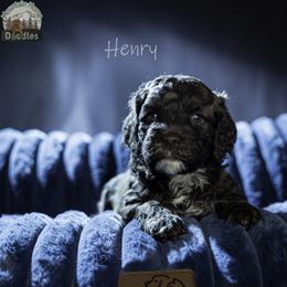 Henry - Chocolate male Australian Labradoodle puppy in Cashmere, Washington from Mountain Home Doodles