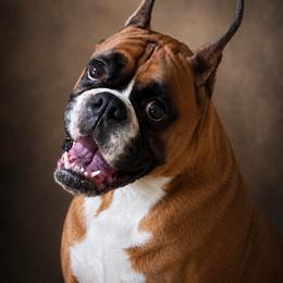 Nora - Boxer