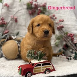 Gingerbread - Golden female Golden Retriever puppy in Salt Lake City, Utah from Soaring golden retrievers